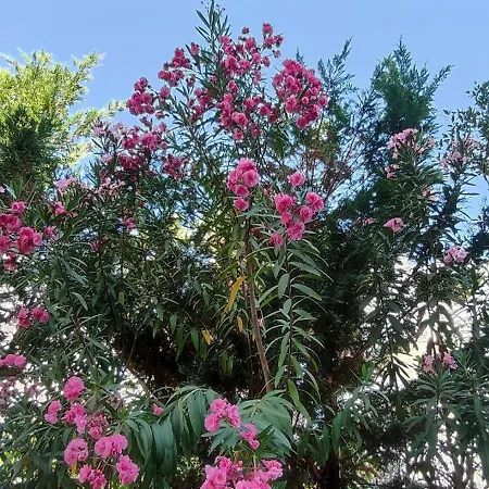 Seasons 1, Golem Kompleksi Dielli Διαμέρισμα Qerret (Tirana)